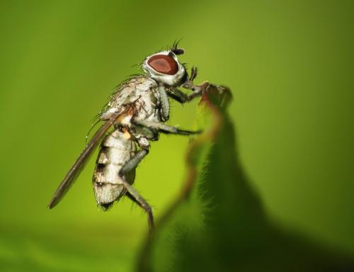 Leucophora sp.
